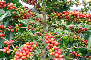 kaffee-pflanze-300x200Px1